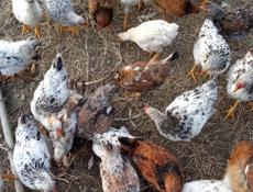 продам цыплят 