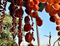 Хурма вяленная ( сушка ) 