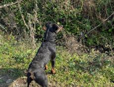 Очень срочно !!!! Немецкий ягдтерьер