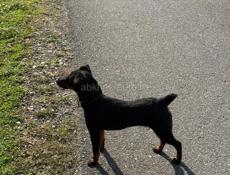 Очень срочно !!!! Немецкий ягдтерьер