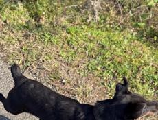 Очень срочно !!!! Немецкий ягдтерьер