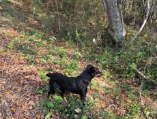 Очень срочно !!!! Немецкий ягдтерьер