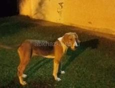 Пропала собака 