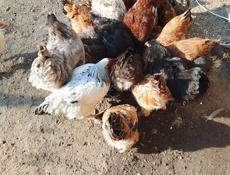 Продаётся 20 цыплят по 800 р.