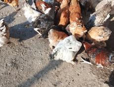  Продаётся 20 цыплят по 800 р.