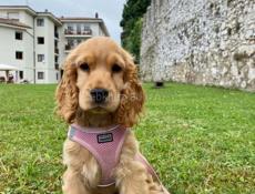 КУПЛЮ ЩЕНКА СПАНИЕЛЯ.