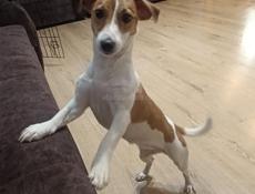 Джек Рассел терьер, чистокровный !!!!