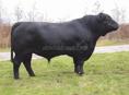 Продаю быка 