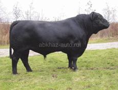 Продаю быка 