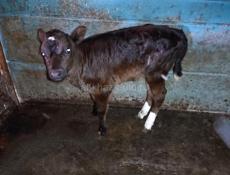 Продаю Тёлочку 