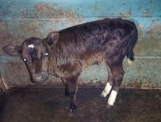 Продаю Тёлочку