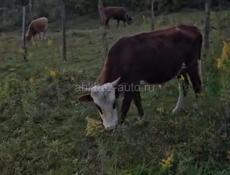 Продам быка