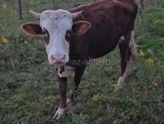 Продам быка