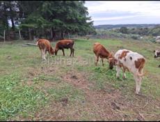 Бычки телята