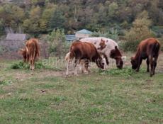 Бычки телята