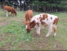 Бычки телята