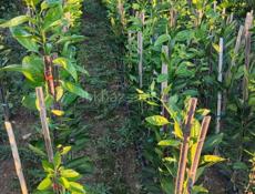 Саженцы мандарин ранний 