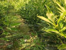 Саженцы мандарин ранний 