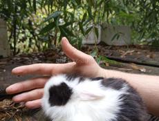 Карликовые кролики.