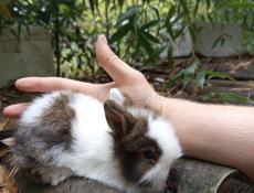 Карликовые кролики.