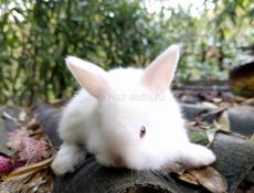 Карликовые кролики.