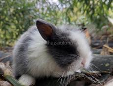 Карликовые кролики.