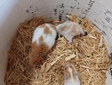 Сирийские джунгарские хомяки.