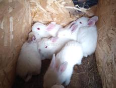 Кролики больших пород.