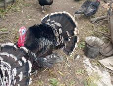 Продаются индюки и индюшки