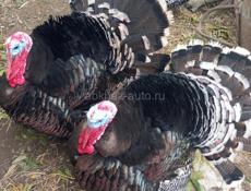 Продаются индюки и индюшки