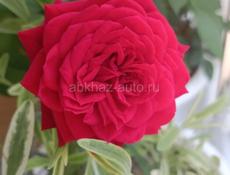 Мандарины сбор 