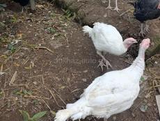 Продаются индюшата