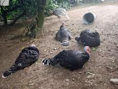 Продаются индюшата