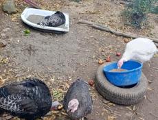 Продаются индюшата