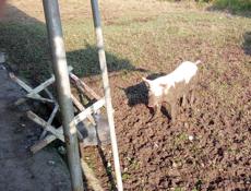 Продам свинью 