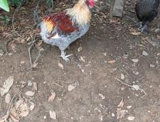 Продаются куры и петухи