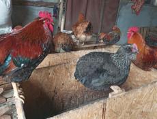 Продаются куры и петухи