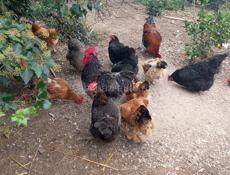 Продаются куры и петухи