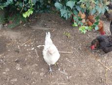 Продаются куры и петухи