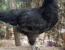 Продаются куры и петухи