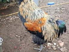 Продаются куры и петухи