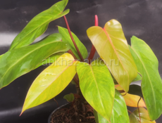 Филодендрон 