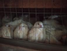 Продаются перепела