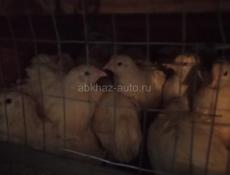 Продаются перепела