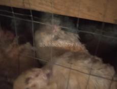 Продаются перепела