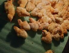 Продаются перепела