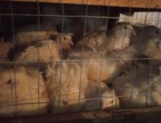 Продаются перепела