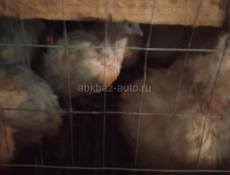 Продаются перепела