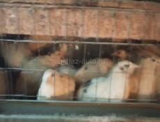 Продаются перепела