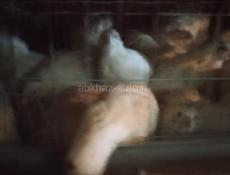 Продаются перепела